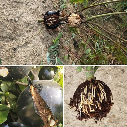 Plant Root Growth Box