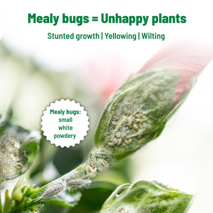 Pot and Bloom Mealy Bug Buster, ready to use spray