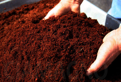 Coco Peat Powder